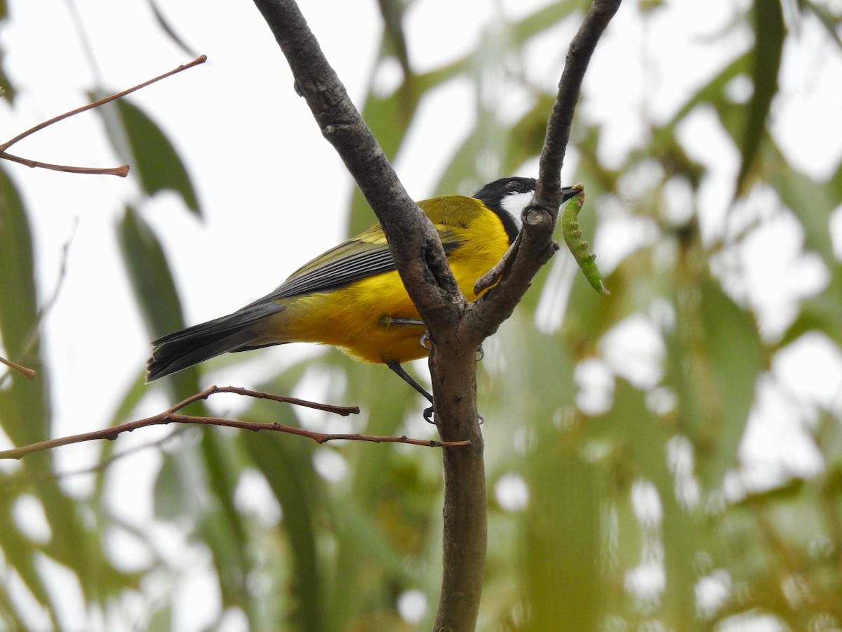 Pachycephala sp. - ML162037301