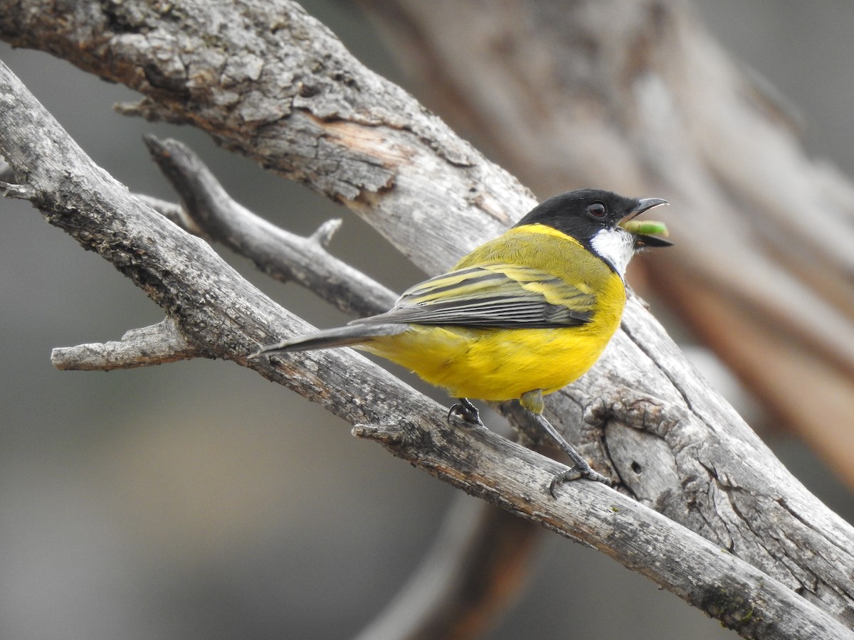 Pachycephala sp. - ML162037341