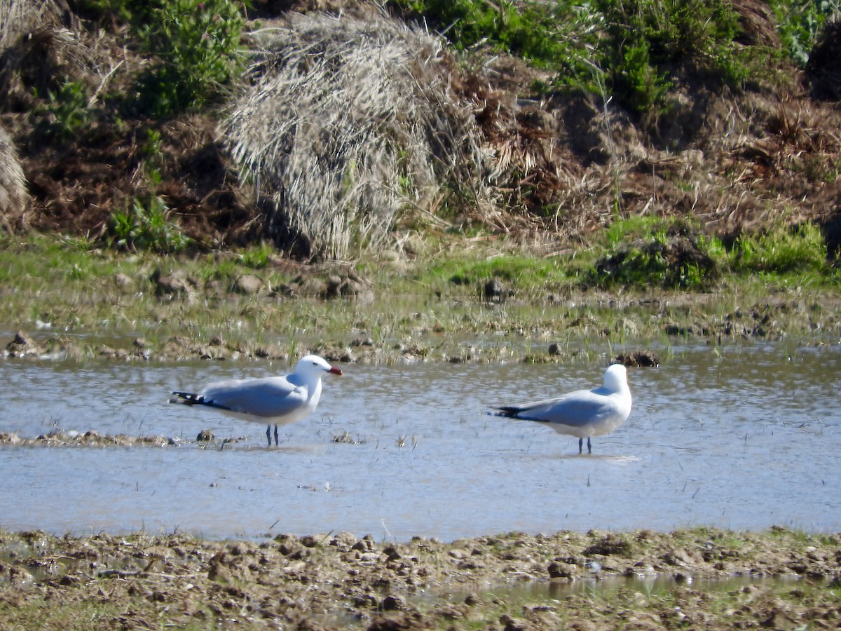 racek zelenonohý - ML162037501