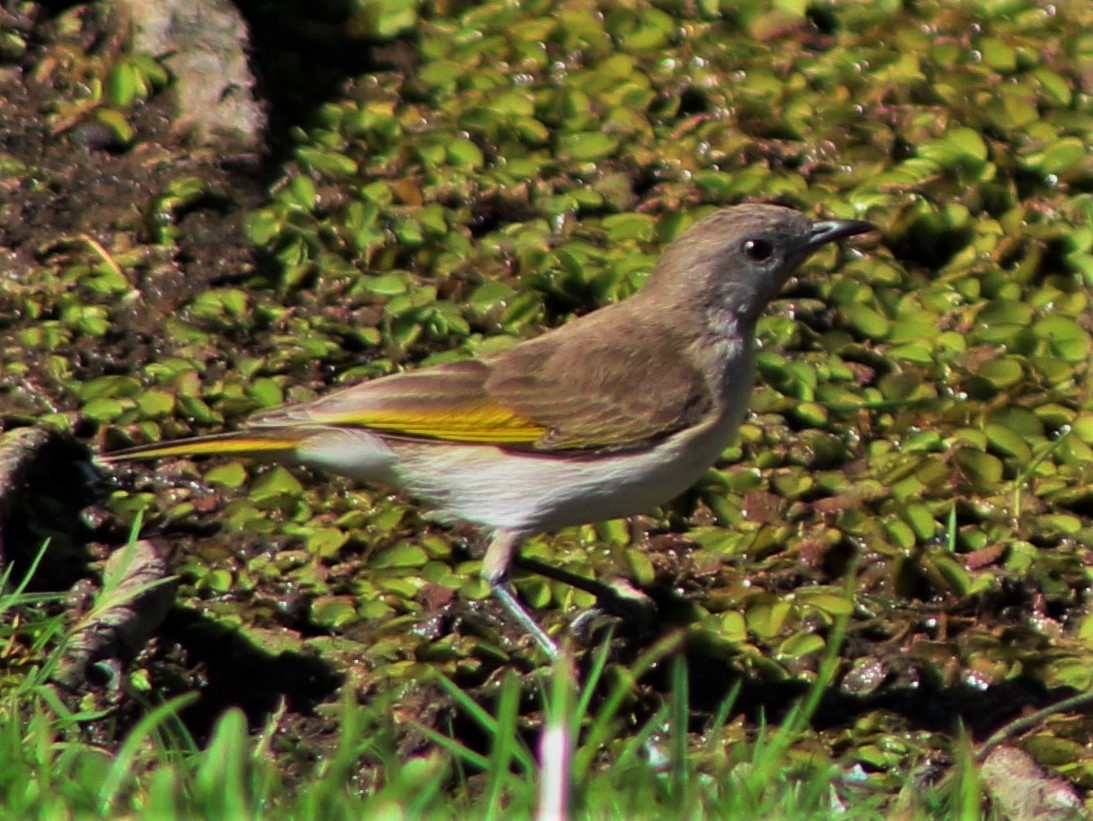 Rufous-throated Honeyeater - ML162037591