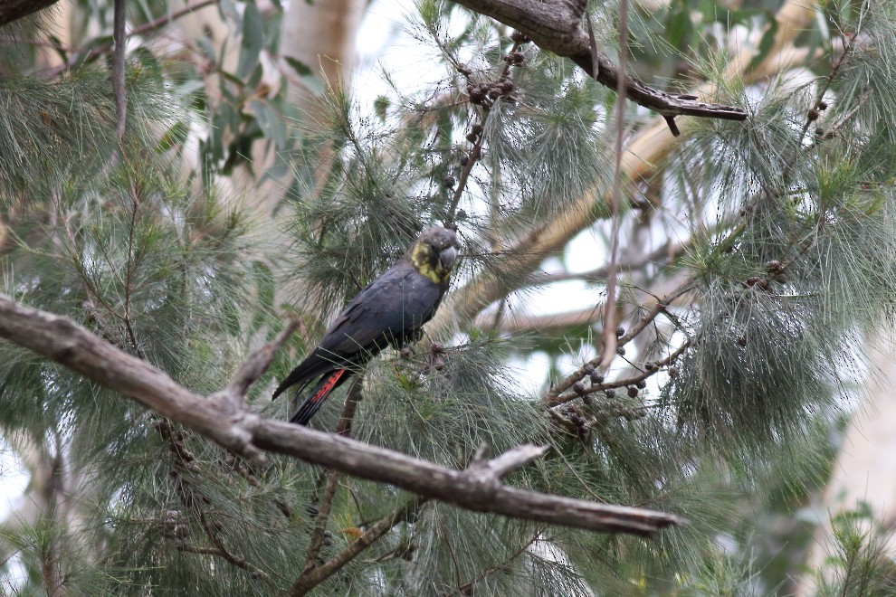 Glossy Black-Cockatoo - ML162038171