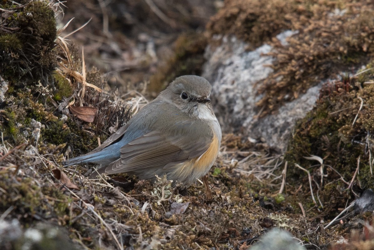 Red-flanked Bluetail - Aaron Lang