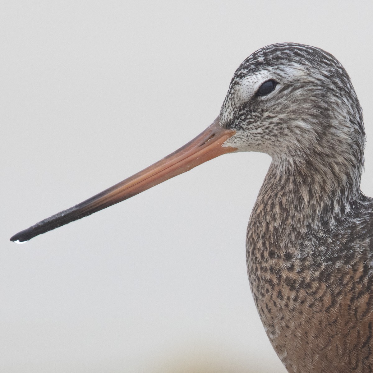 Hudsonian Godwit - Sandeep  C Dhar