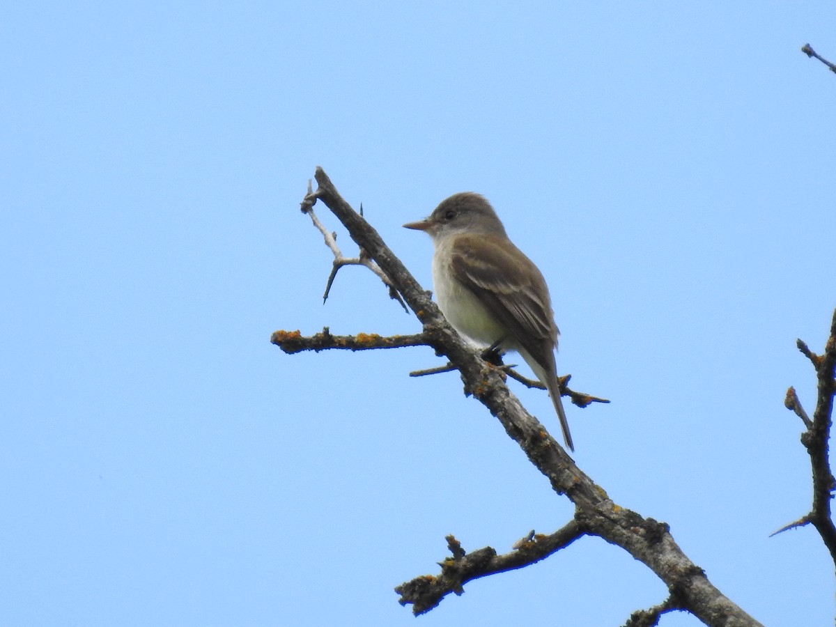 Willow Flycatcher - ML162039441