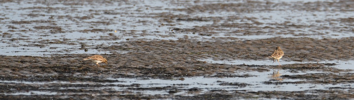 Eurasian Skylark - ML162040181