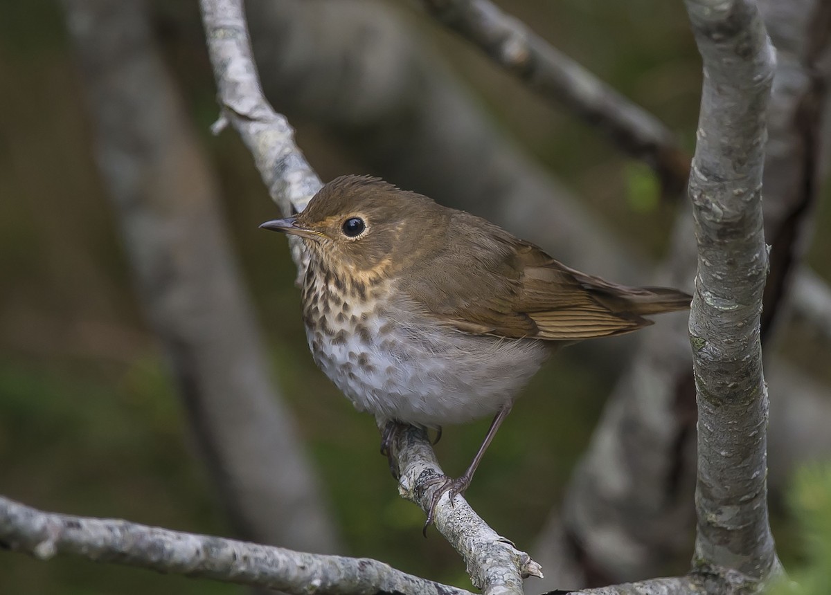 Swainson's Thrush - ML162041161