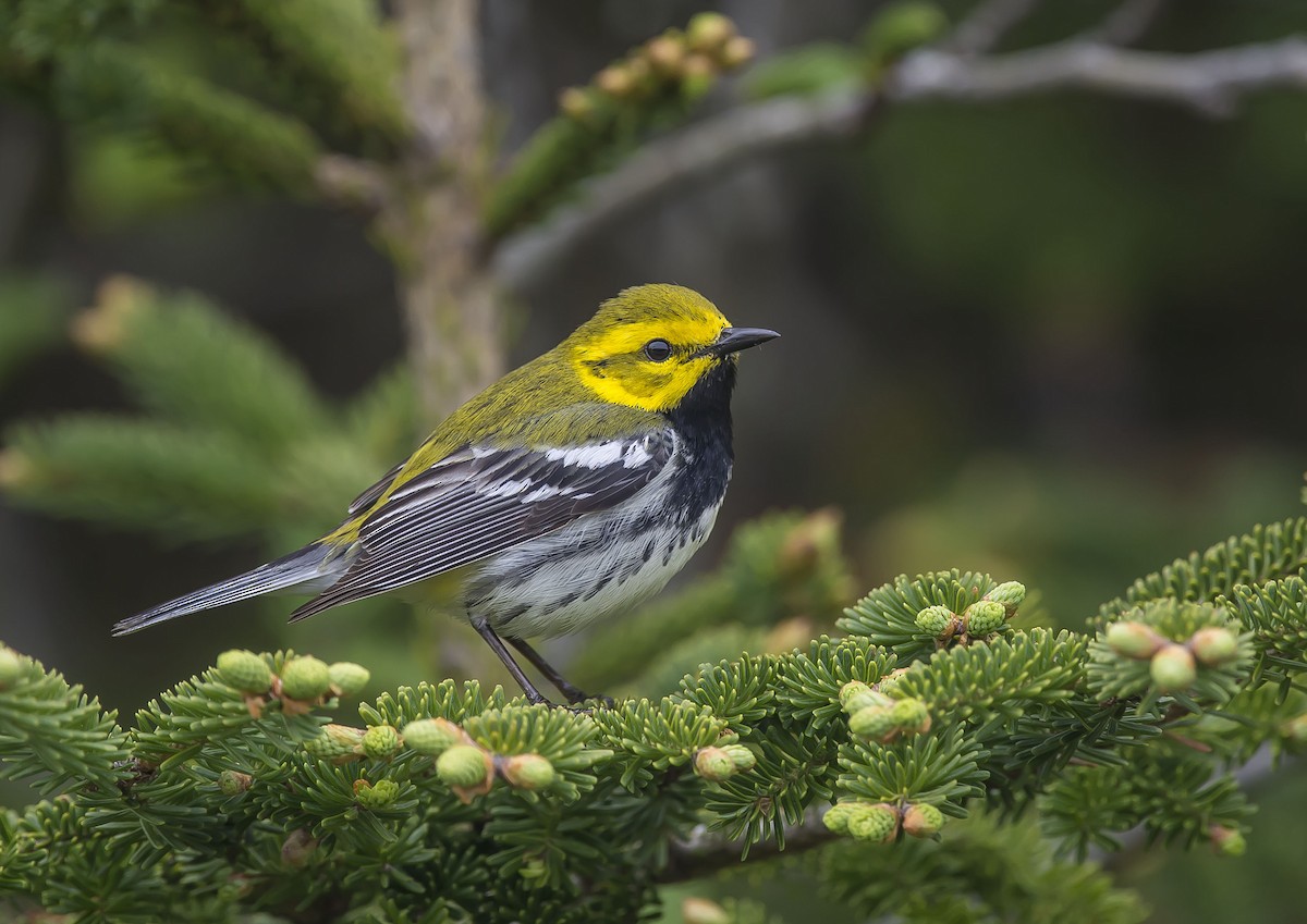 Black-throated Green Warbler - ML162041181