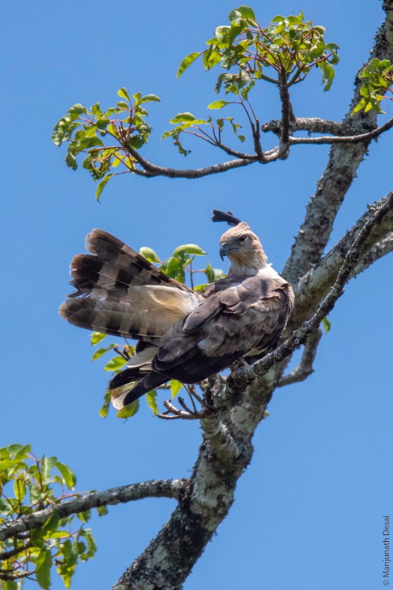 Jerdon's Baza - ML162043181