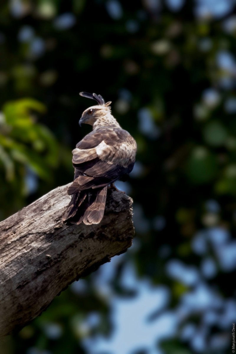 Jerdon's Baza - ML162043191