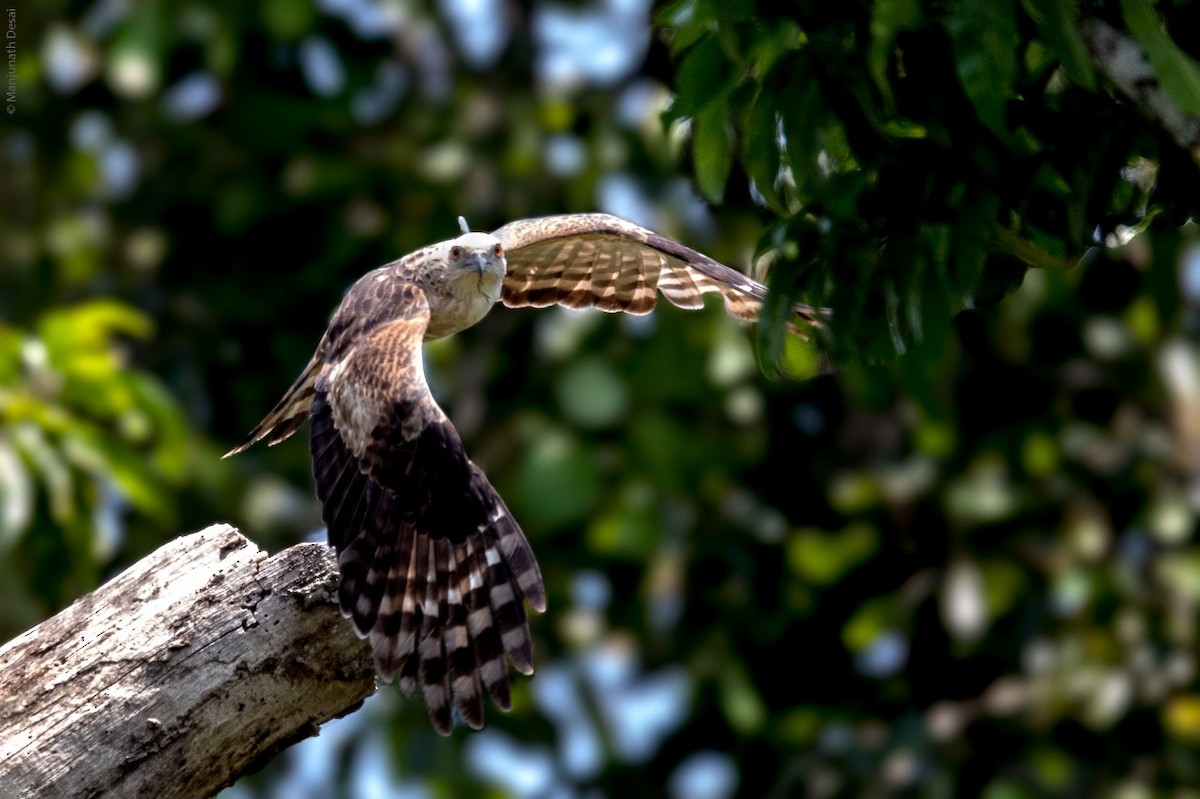 Jerdon's Baza - ML162043201