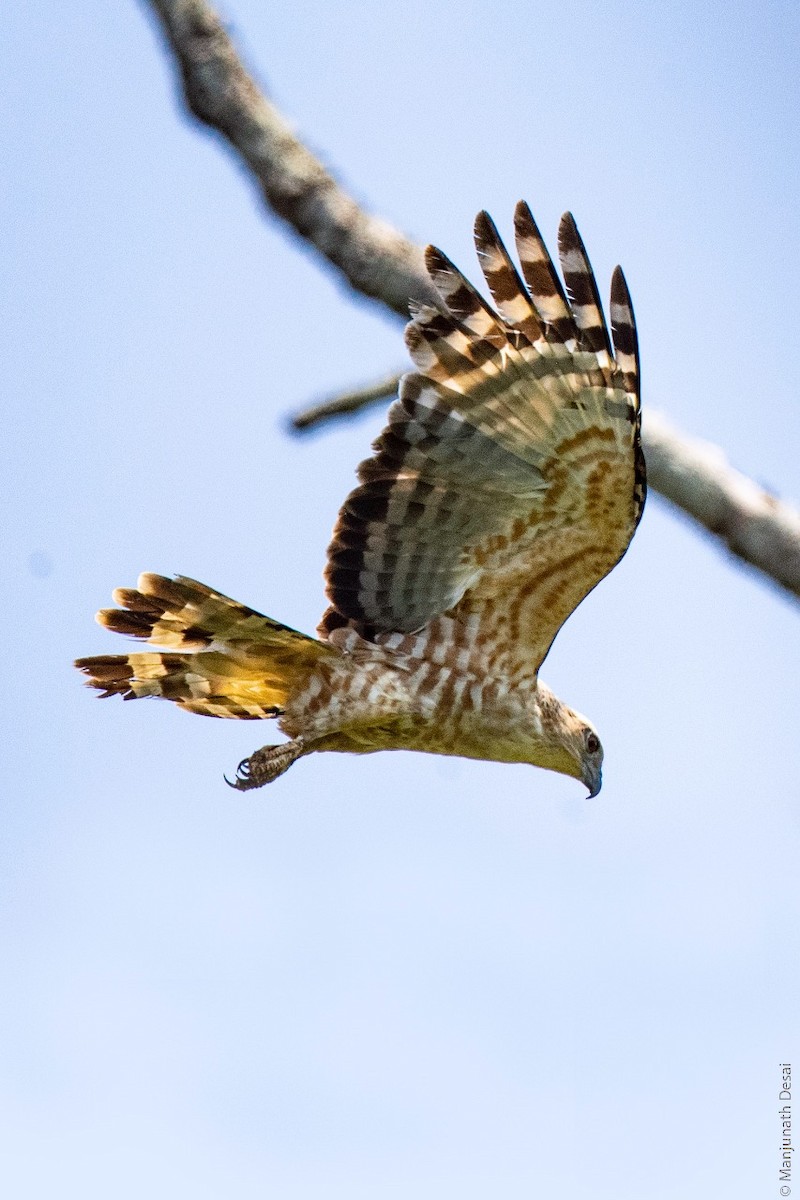 Jerdon's Baza - ML162043211