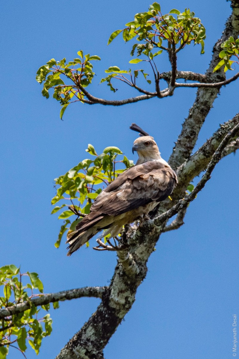 Jerdon's Baza - ML162043221