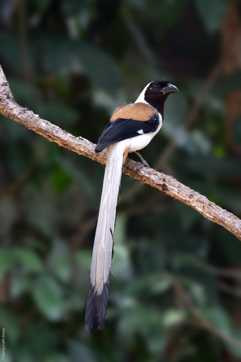 White-bellied Treepie - ML162043361