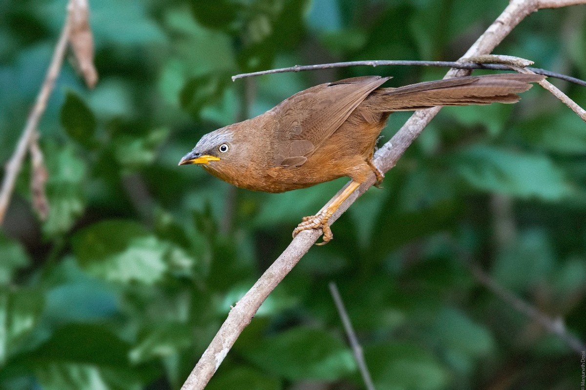 Rufous Babbler - Bopanna Pattada