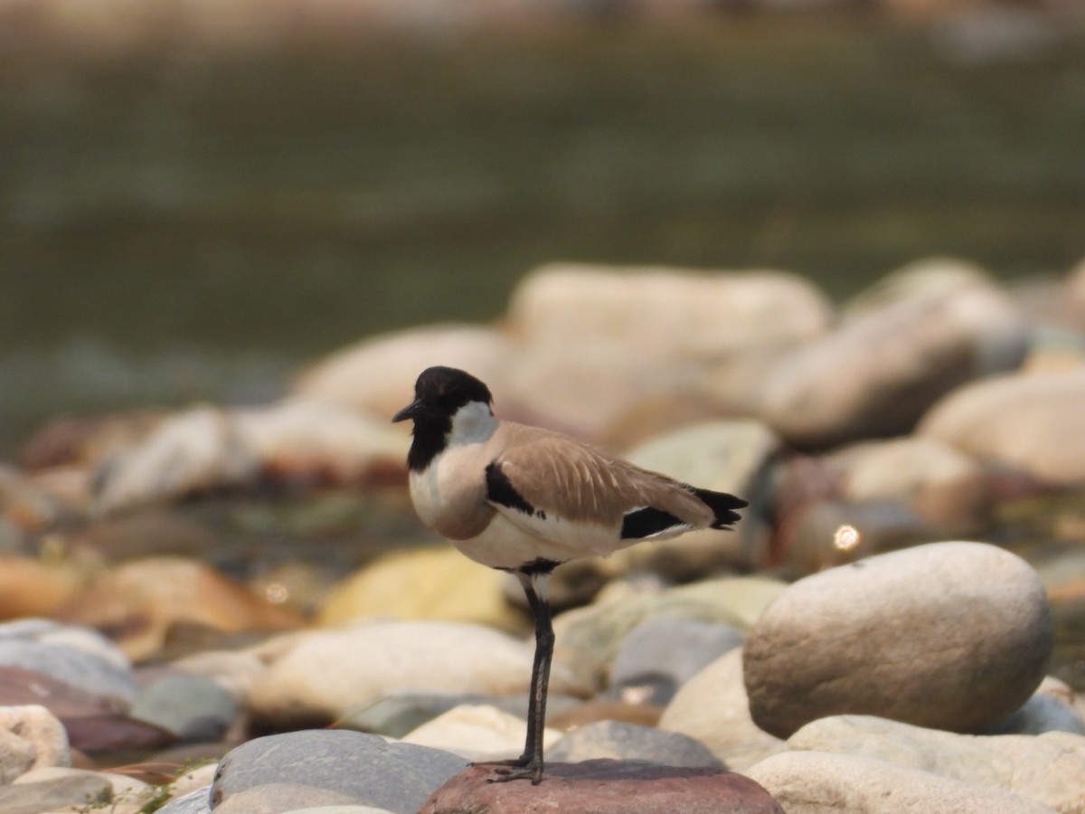 River Lapwing - ML162043751