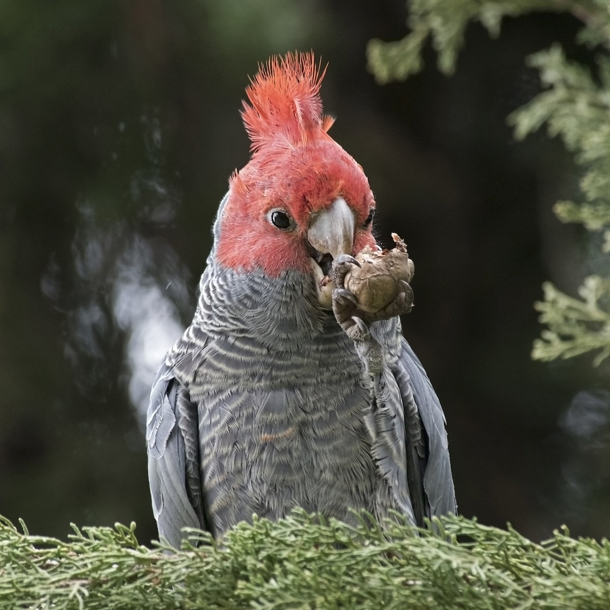 Gang-gang Cockatoo - ML162044191