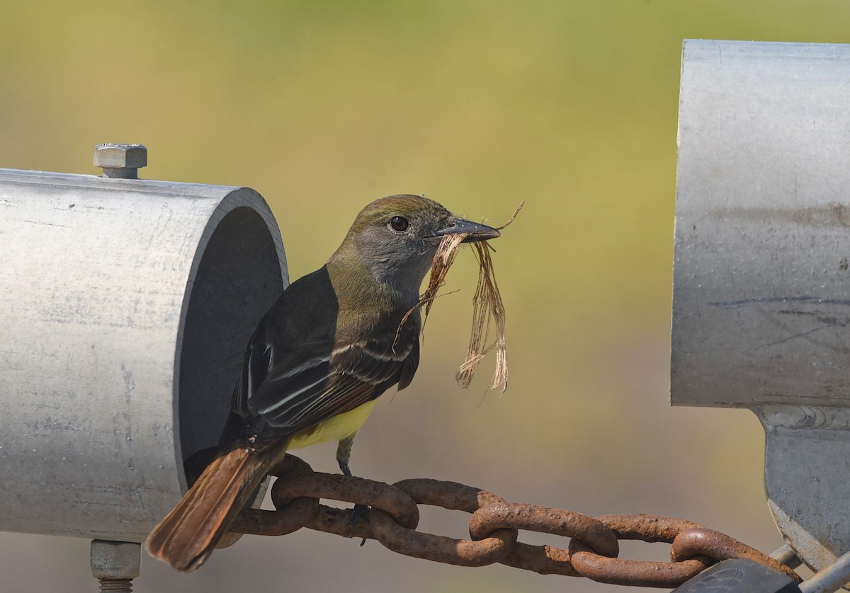 Great Crested Flycatcher - ML162044271