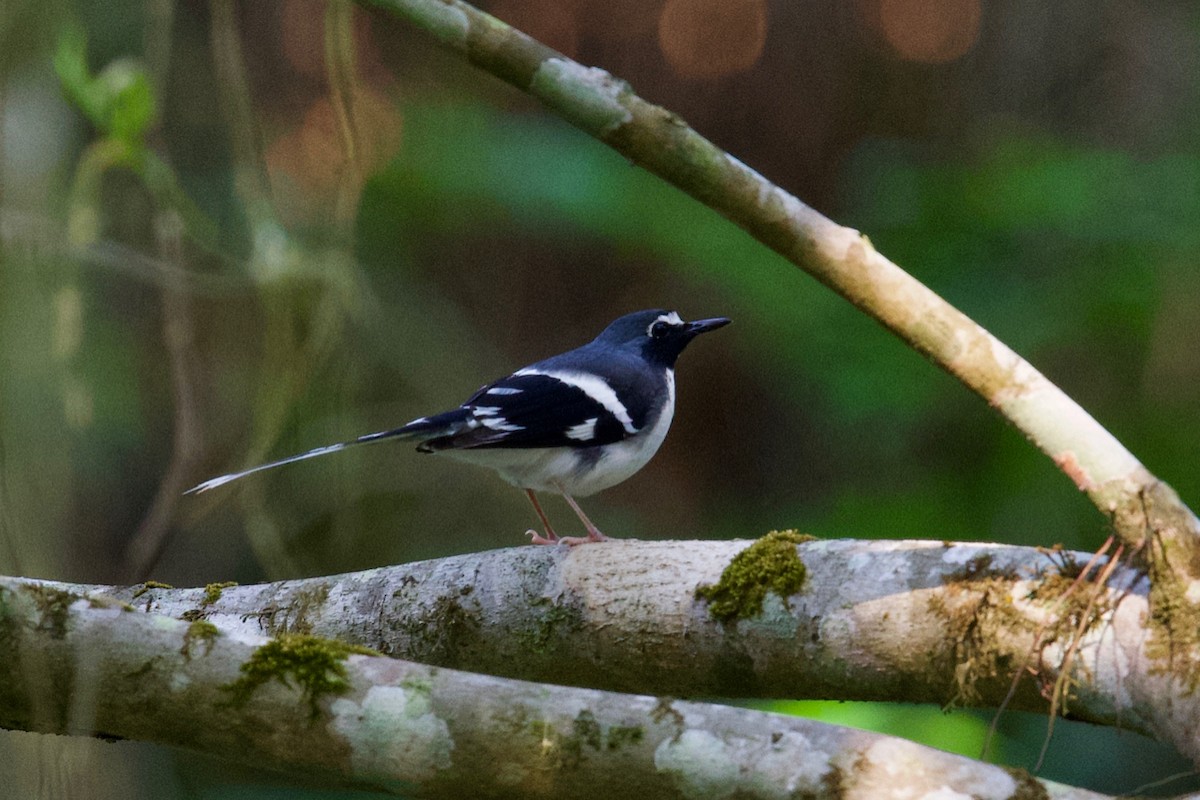 Slaty-backed Forktail - ML162044421