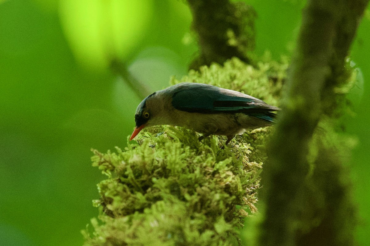 Velvet-fronted Nuthatch - ML162045061