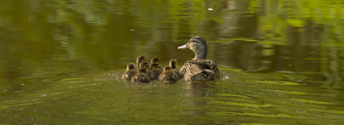 Mallard - Lucien Lemay