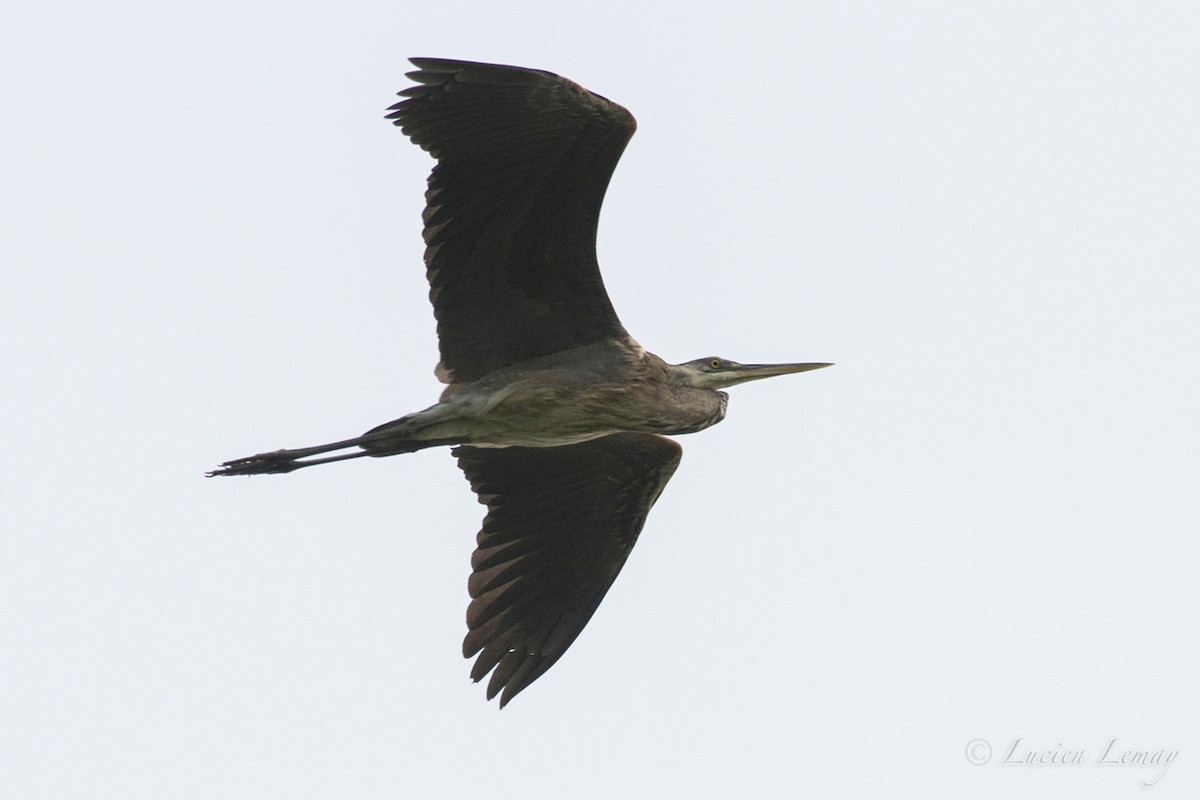 Great Blue Heron - ML162046391