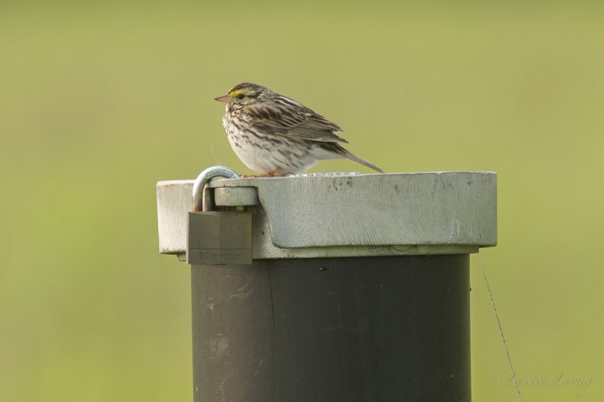 Savannah Sparrow - ML162046541