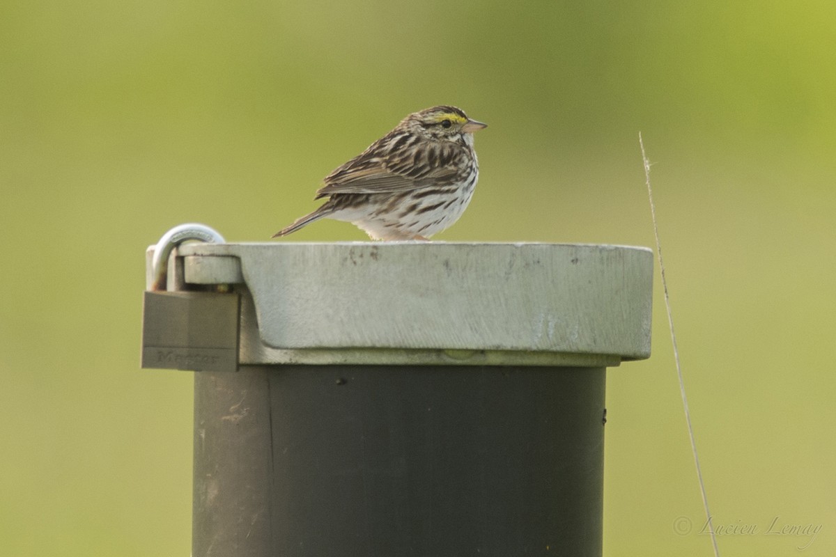 Savannah Sparrow - ML162046571