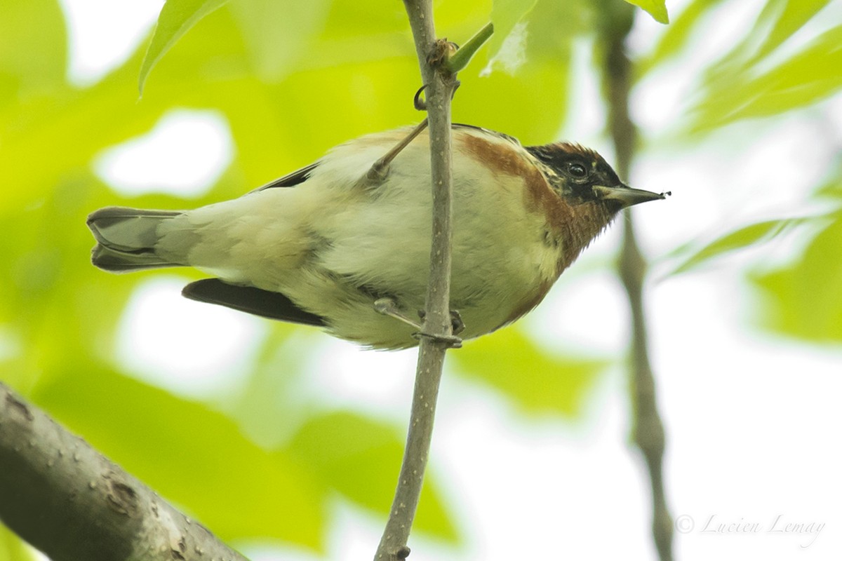 Bay-breasted Warbler - Lucien Lemay