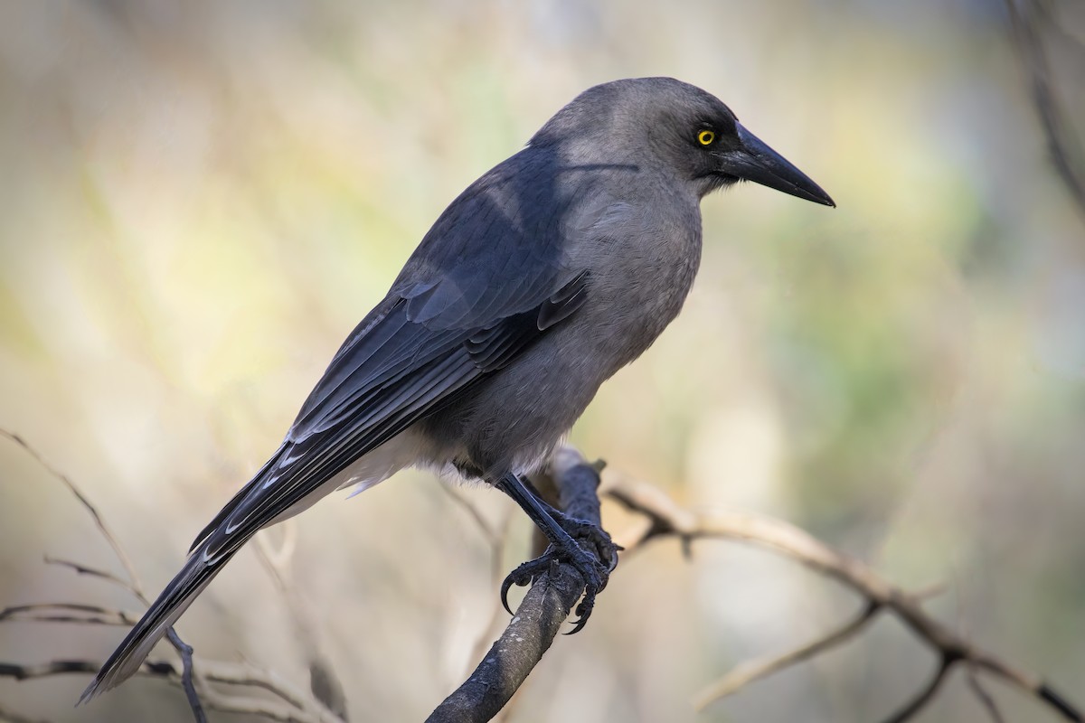 Gray Currawong - Julie Clark