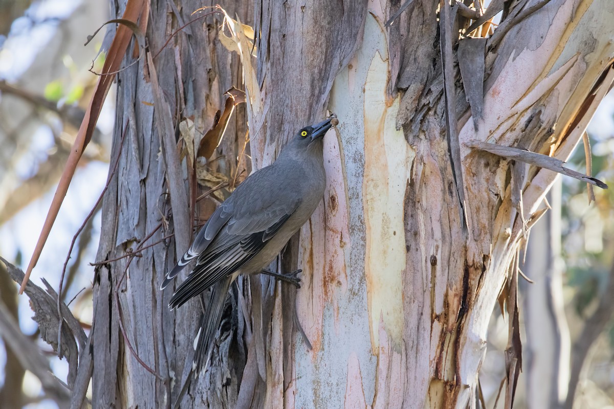 Gray Currawong - ML162048421