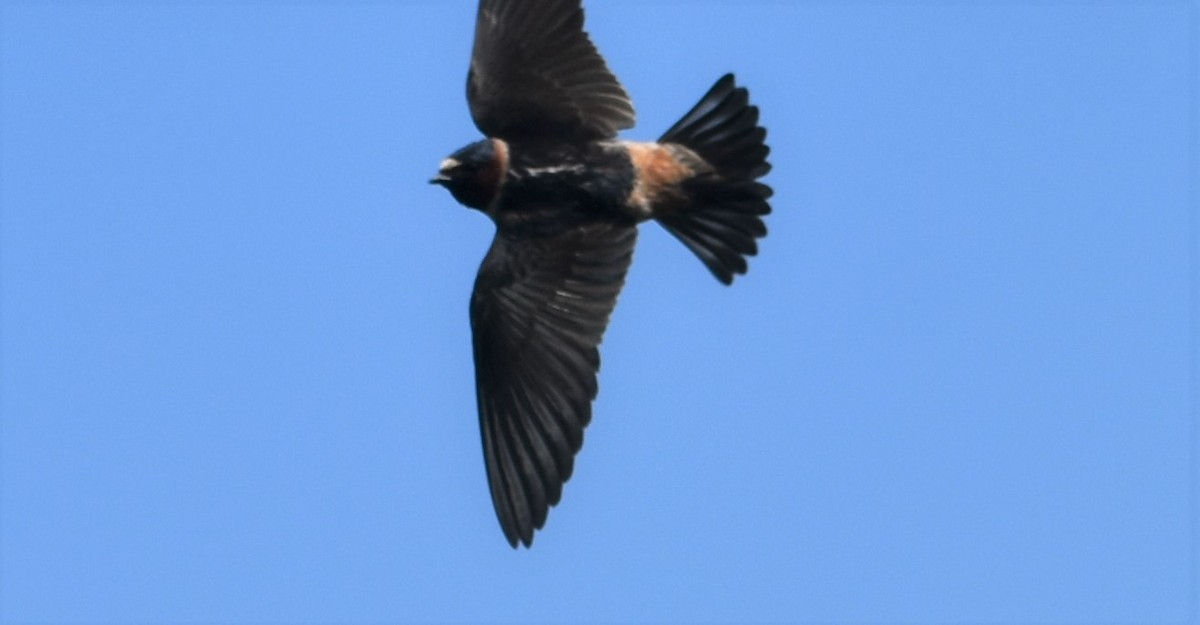 Cliff Swallow - ML162049661