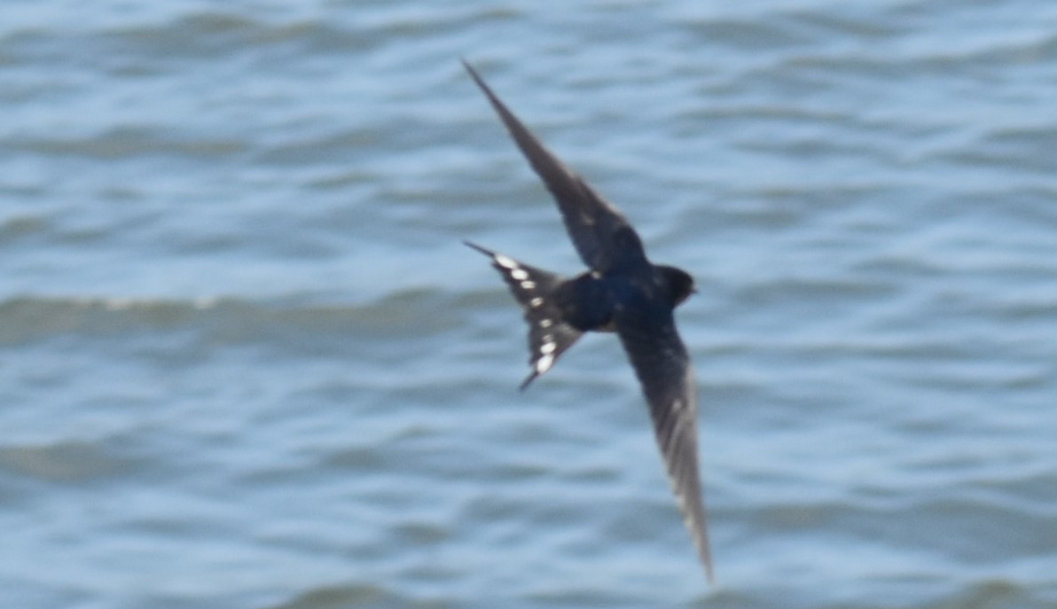 Barn Swallow - ML162050081