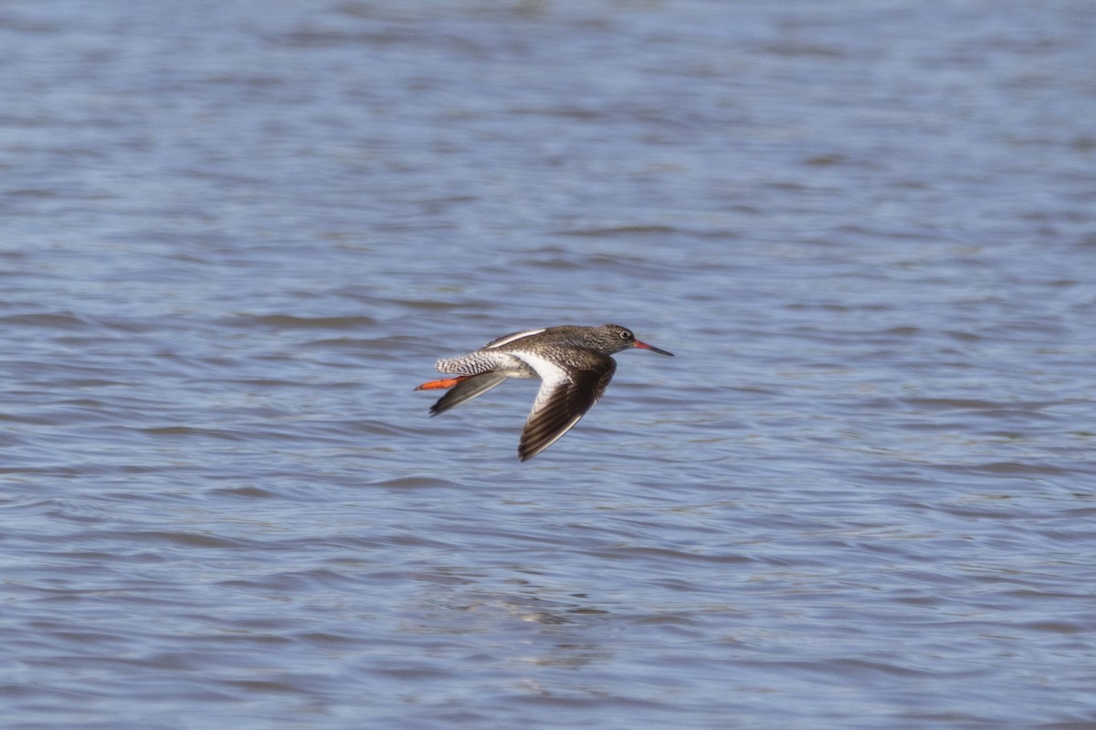 Common Redshank - Marvin Rieck