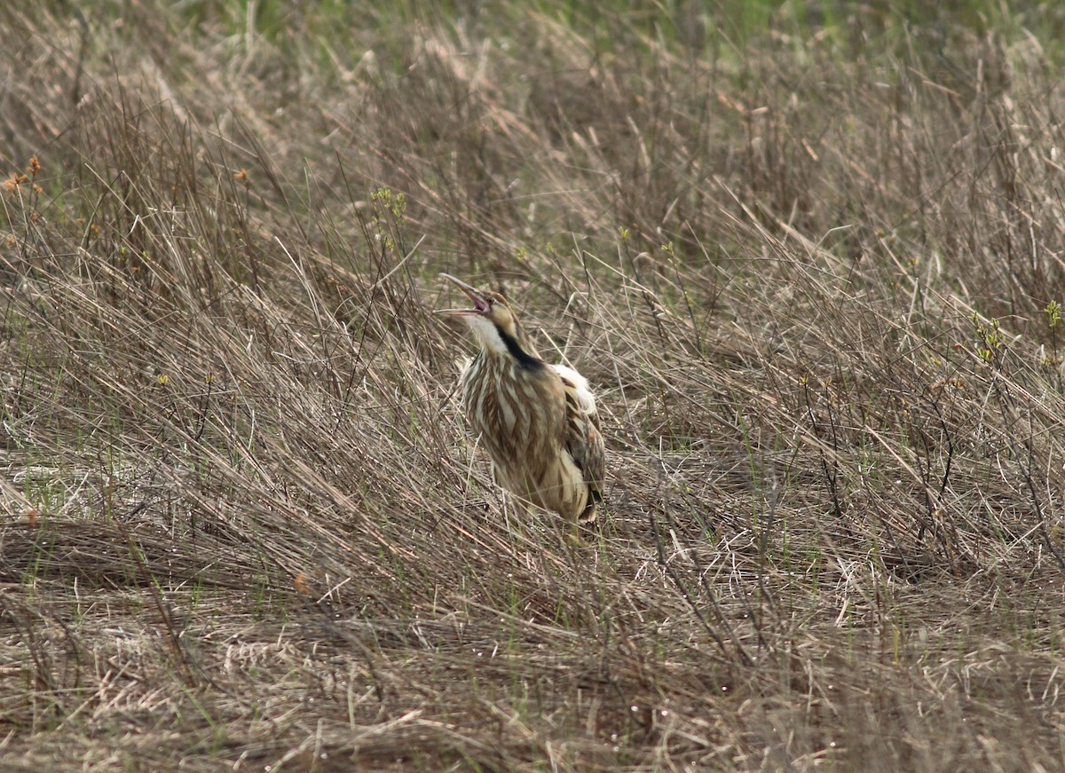American Bittern - Dennis Peacock