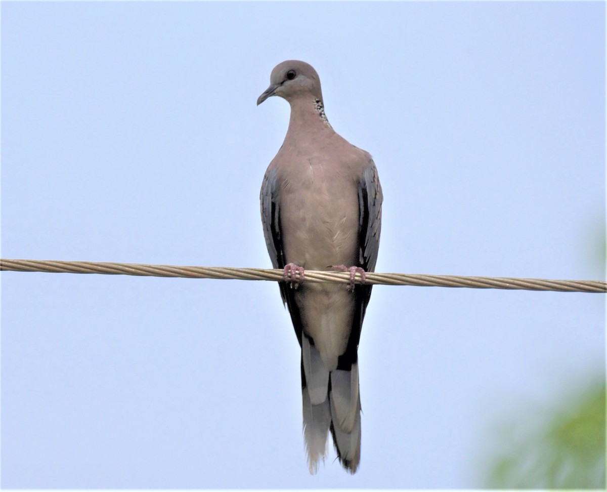 Spotted Dove - ML162052801