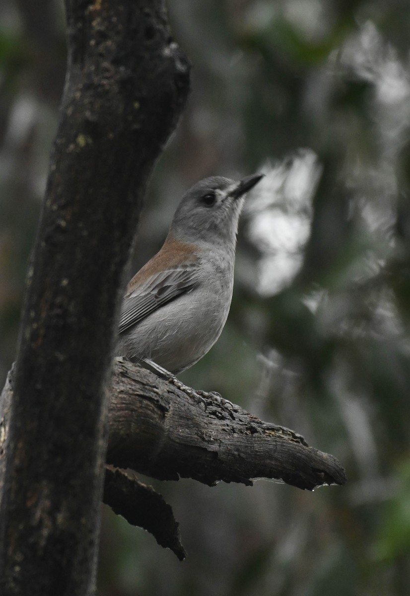 Gray Shrikethrush - Roy Burgess