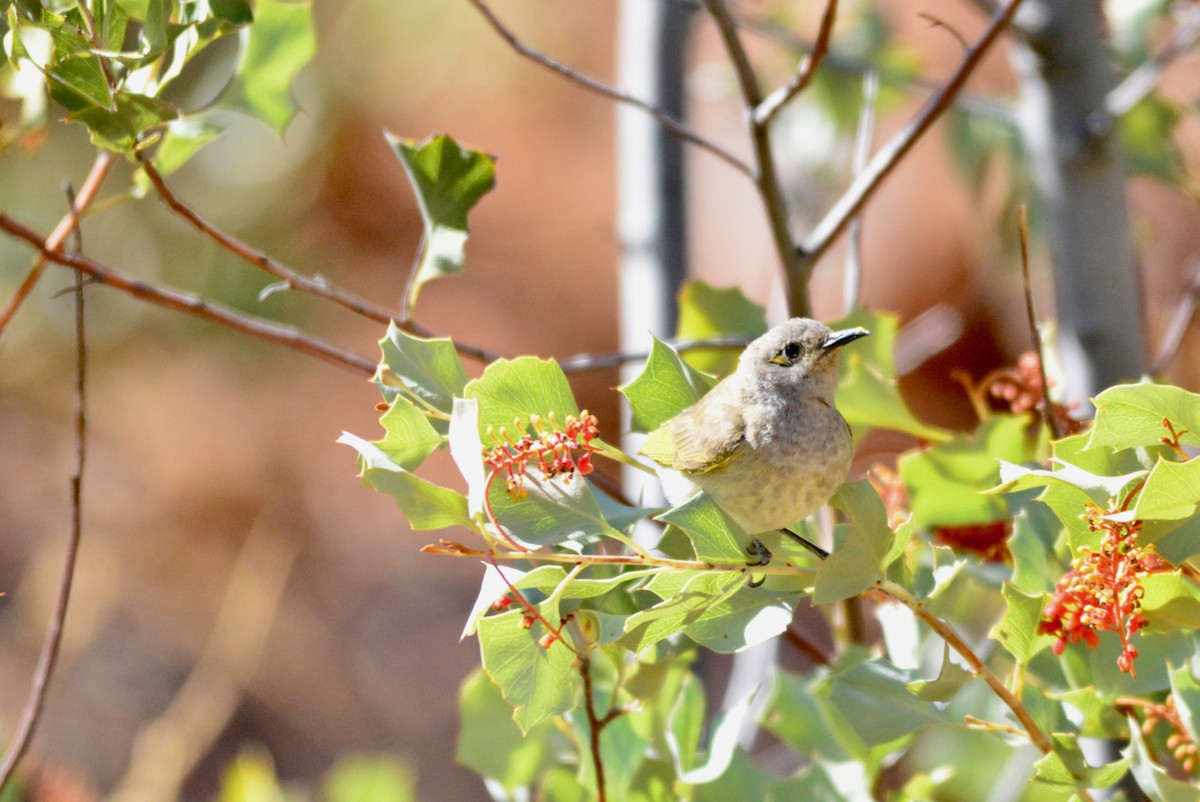 Brown Honeyeater - ML162056131