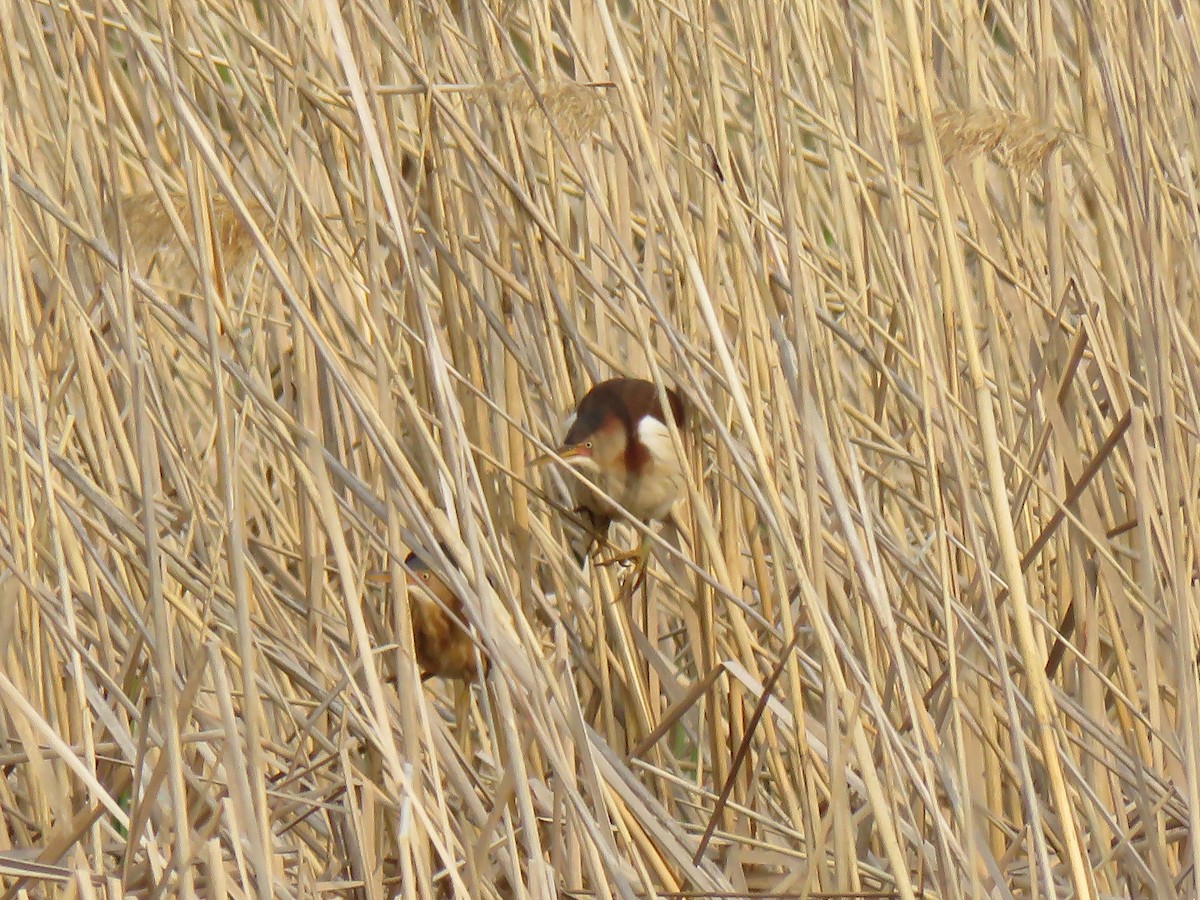 Least Bittern - ML162056291