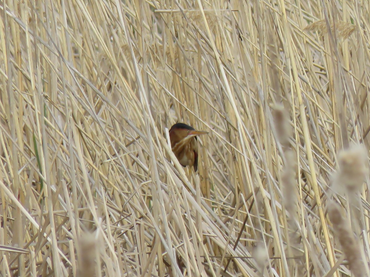 Least Bittern - ML162056301