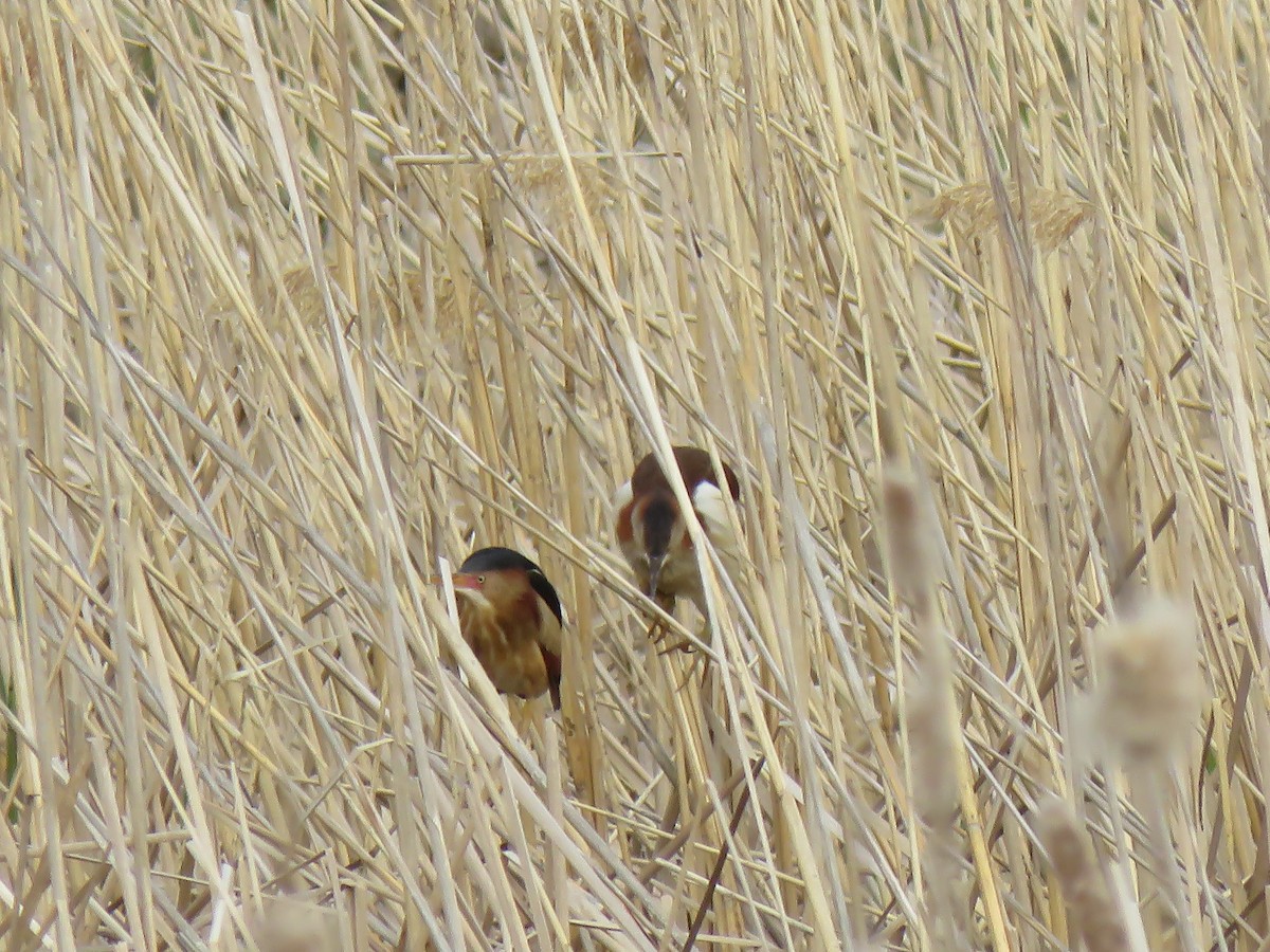 Least Bittern - ML162056311