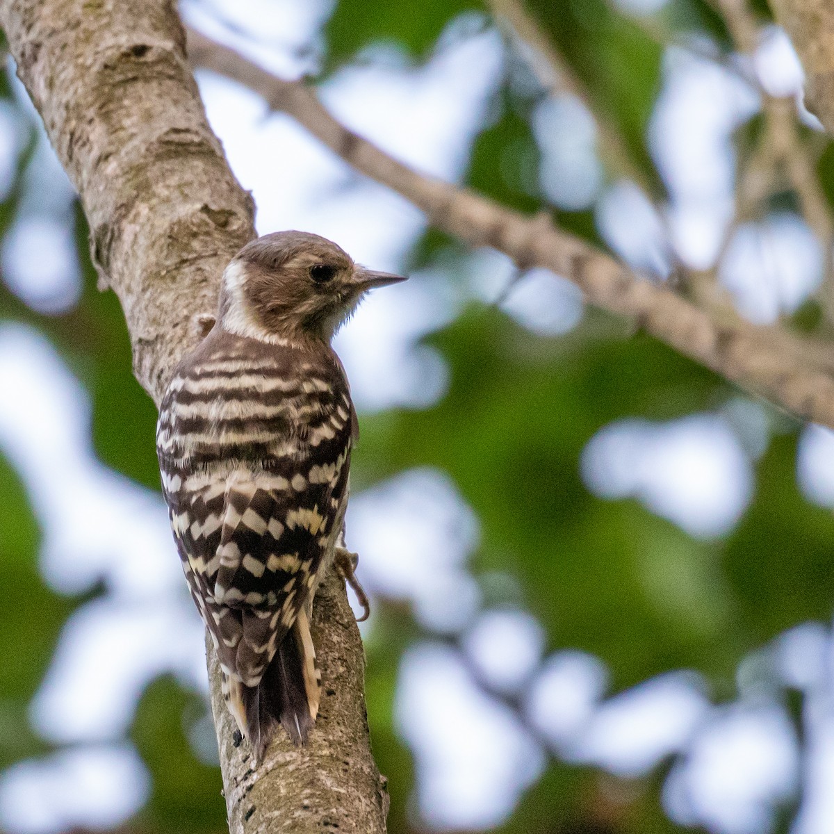 Japanese Pygmy Woodpecker - Kevin Moore