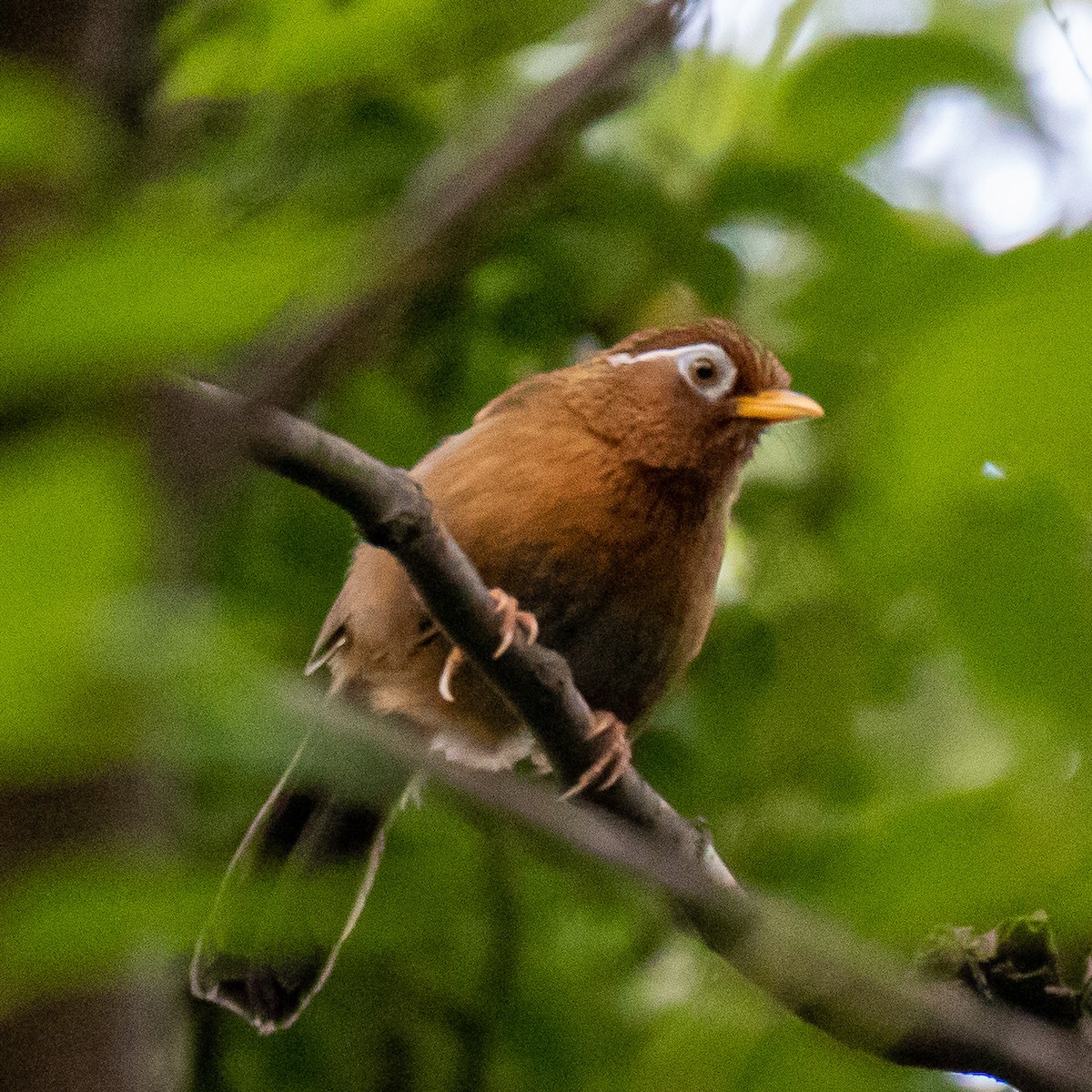 Chinese Hwamei - ML162056531