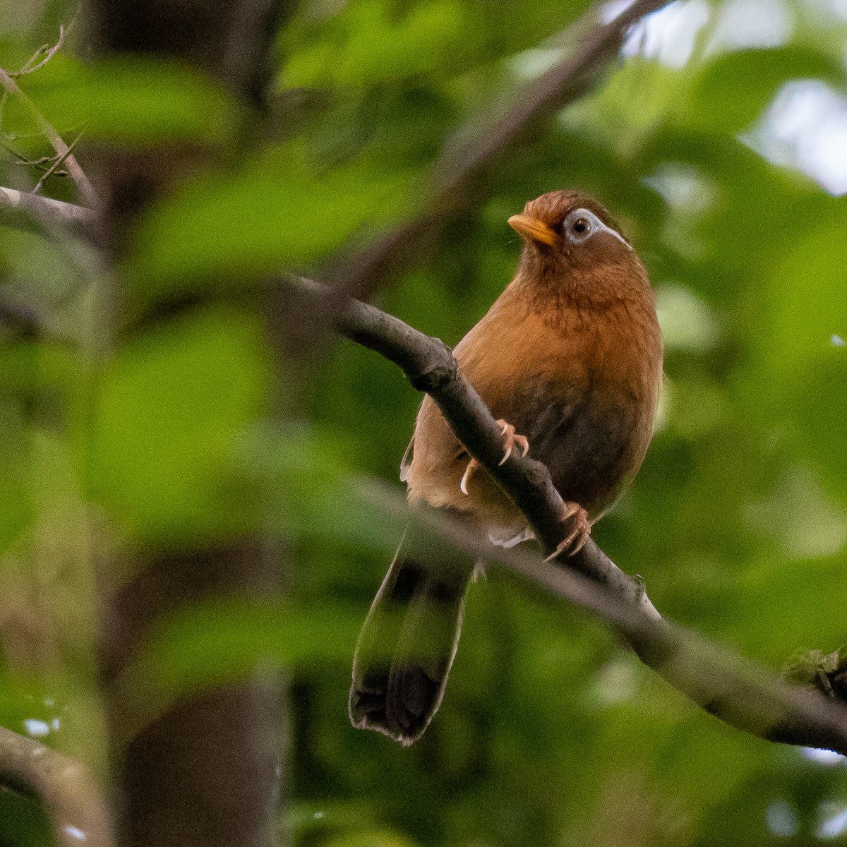 Chinese Hwamei - ML162056541