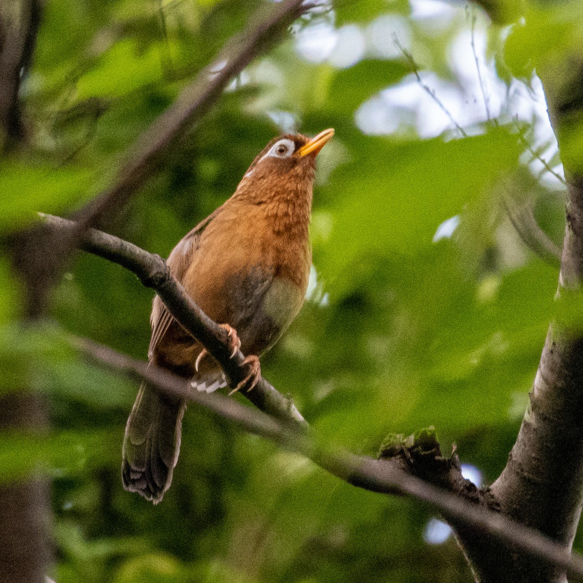 Augenbrauenhäherling - ML162056551