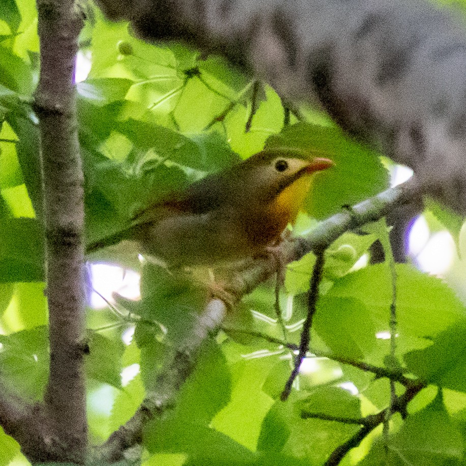 mesie čínská - ML162056561