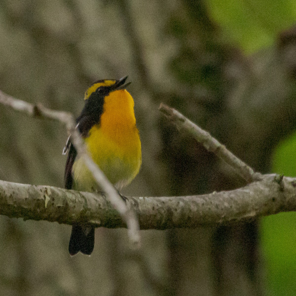 Narcissus Flycatcher - ML162056761