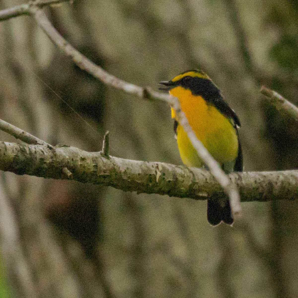 Narcissus Flycatcher - ML162056771