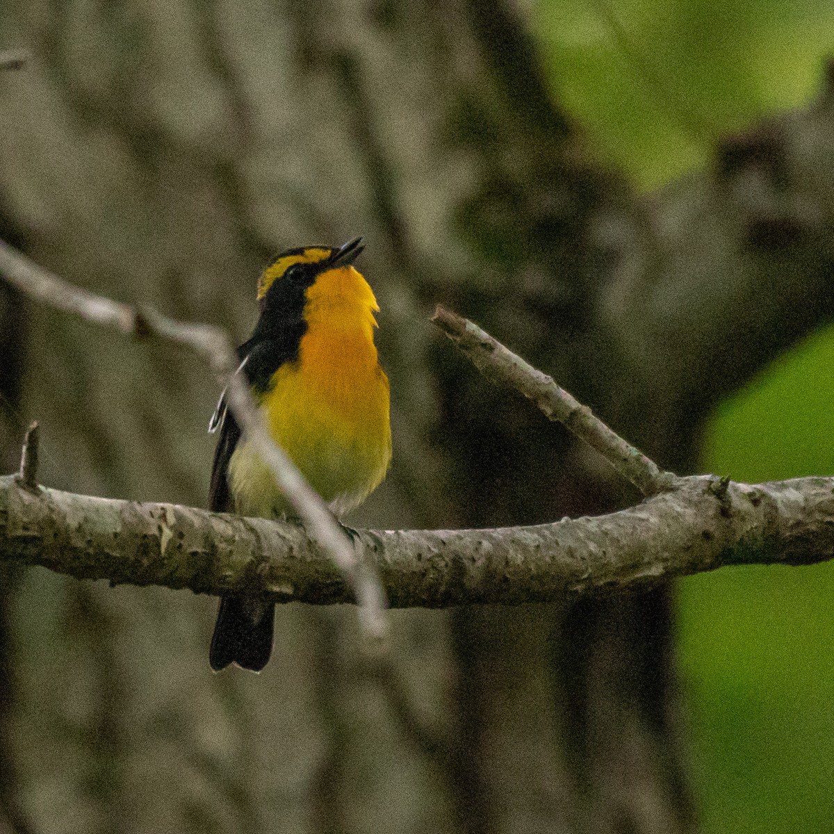 Narcissus Flycatcher - Kevin Moore