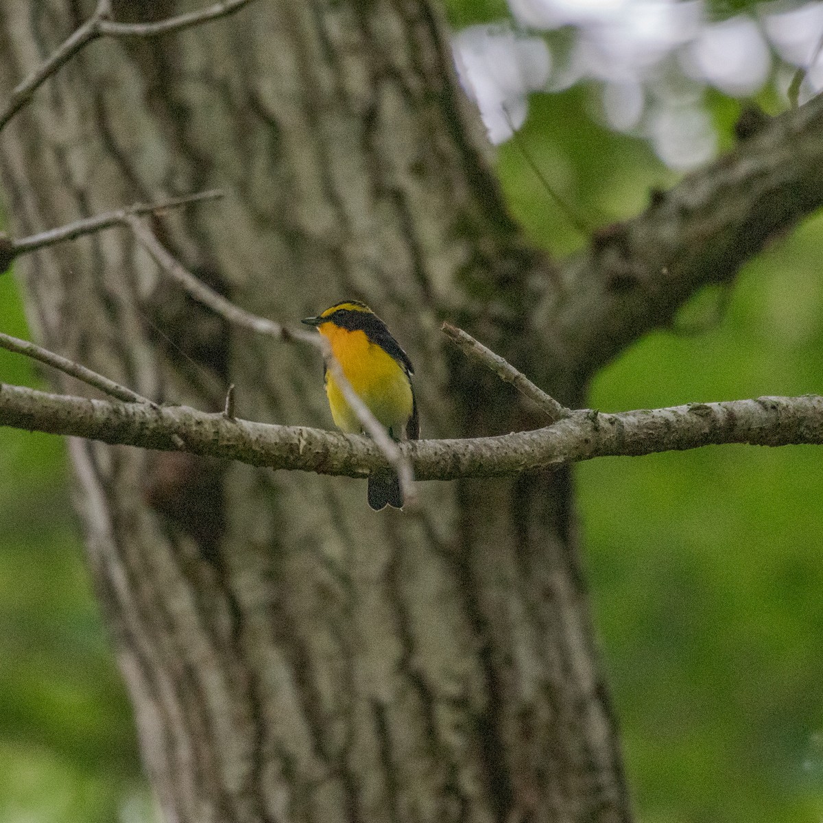 Narcissus Flycatcher - Kevin Moore