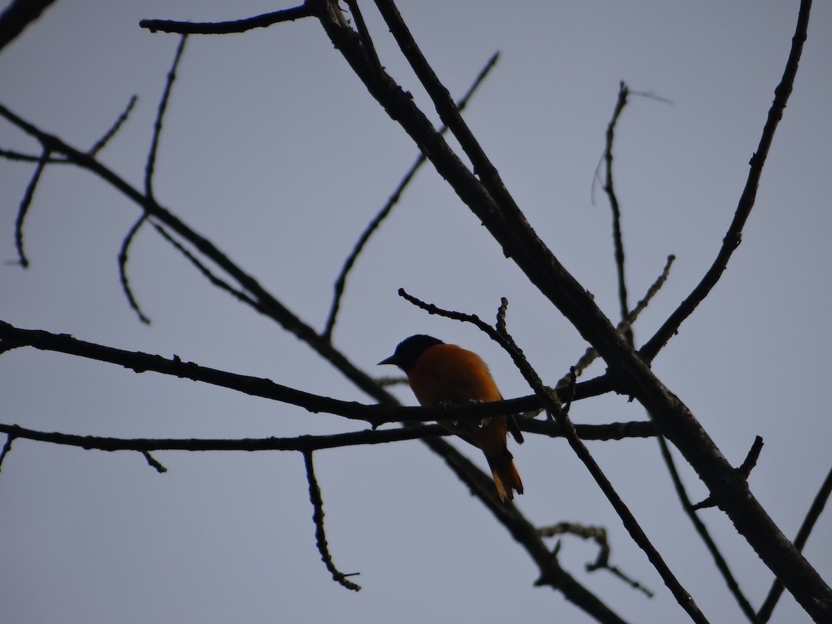 Baltimore Oriole - ML162056881